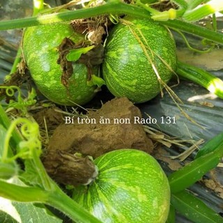 Hạt Giống Bí Tròn Ăn Non (RADO131) 5 Hạt