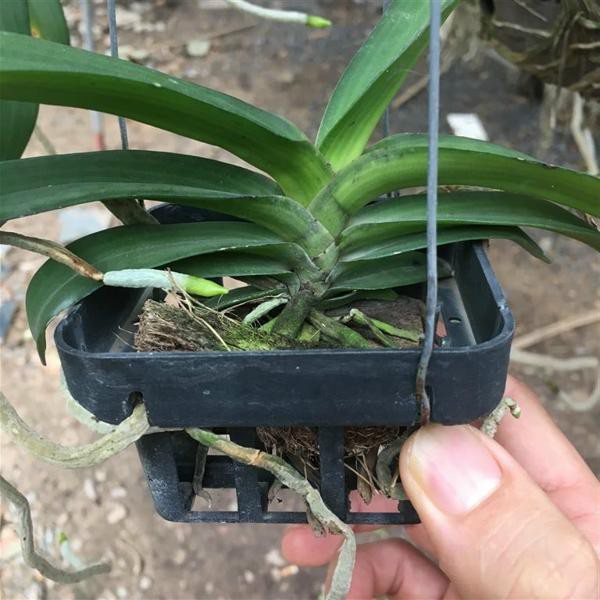 Set   Chậu nhựa vuông trồng lan treo chậu vanda