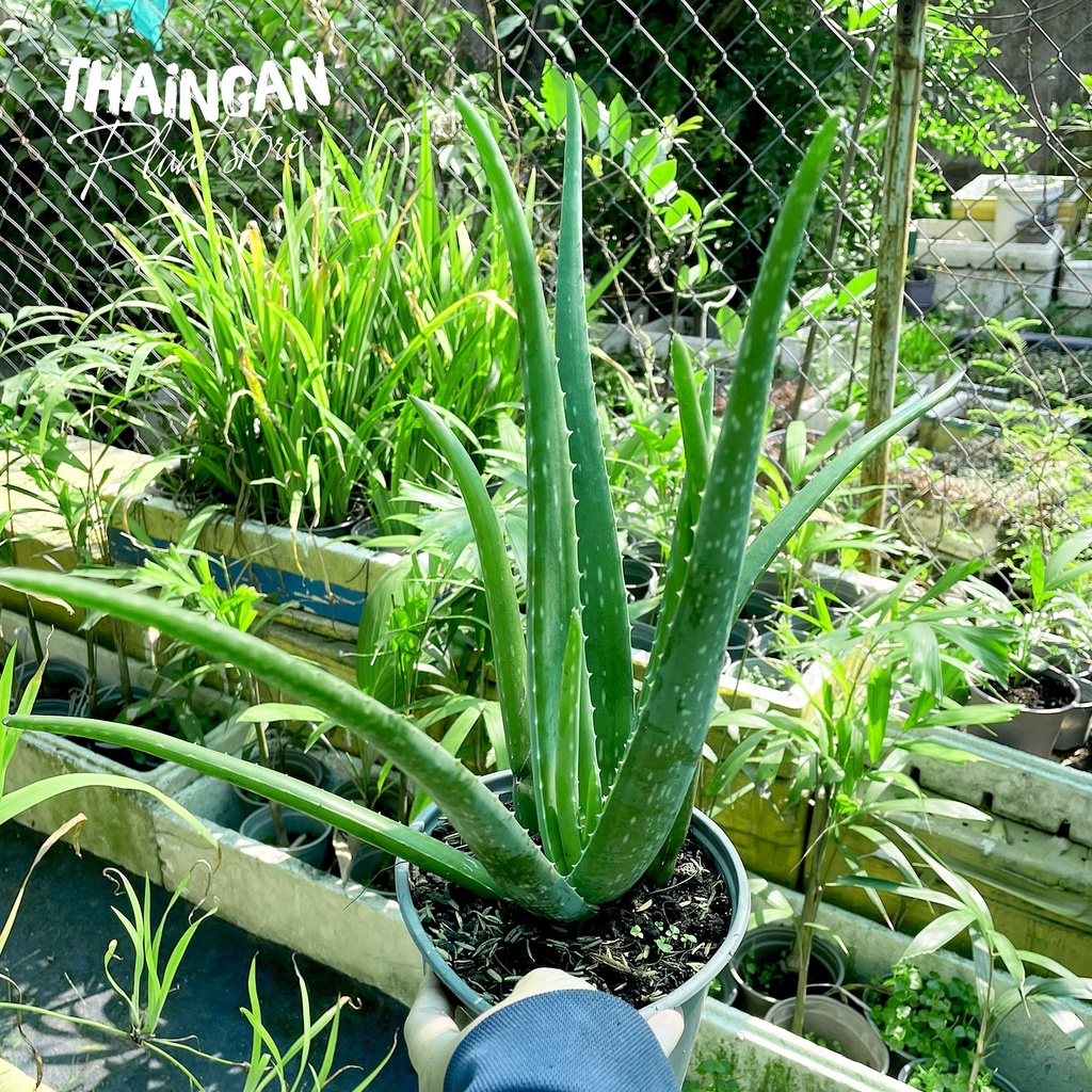 Cây Nha Đam Thái - Vườn Ươm Thái Ngân