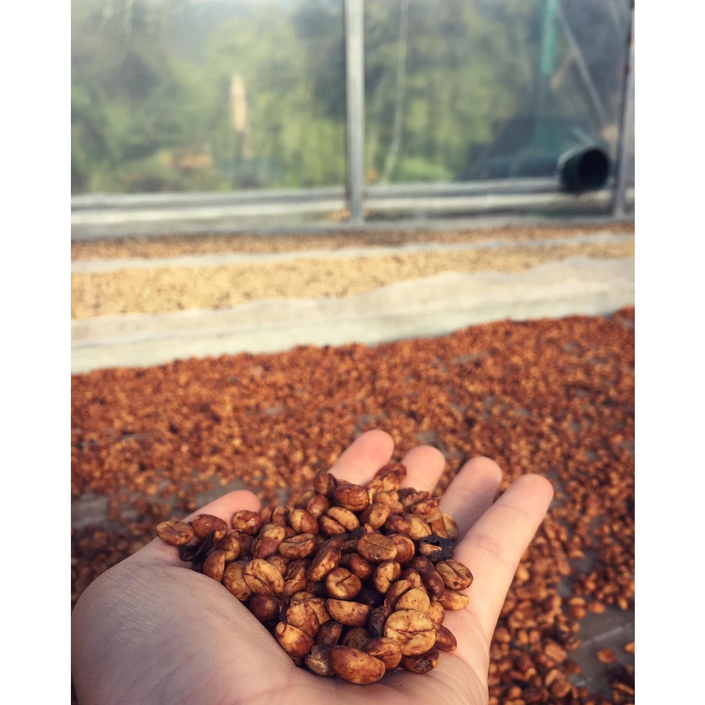 Flavor Robusta - Cà Phê Robusta Tím Lâm Hà Lâm Đồng