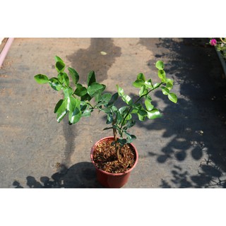 [Cây ăn trái] Cây giống chanh Thái (chanh chúc, cây chúc Thái)