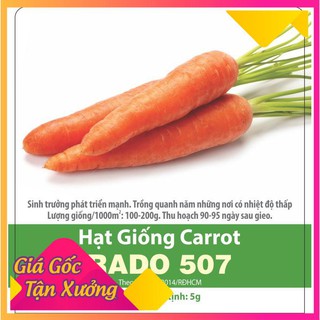 Hạt Giống Cà Rốt Củ To F1 - Giàu Vitamin