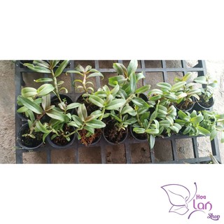 Lan Phi Điệp 🎁Mua 3 Tặng 1🎁 5ct HO [ Cây Giống ]