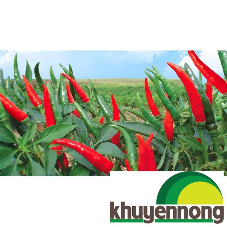 30 Hạt giống ớt chỉ thiên