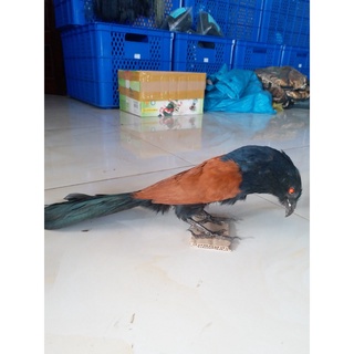 Chim mồi Bìm Bịp giả ĐÁNH HIỆU ( Bịp bơm keo cực đẹp mắt đỏ giống 99% con thật, bảo hành 2 năm không hư )