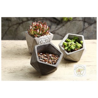 Chậu xi măng ngũ giác trồng sen đá, xương rồng