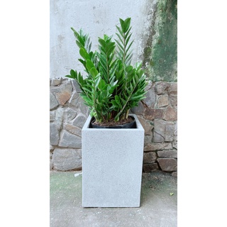 Chậu Cây Kim Tiền Lớn (chỉ giao hcm)