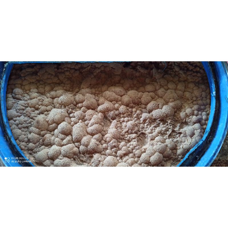 Men vi sinh,Vem gốc bột Bio Phương Nam