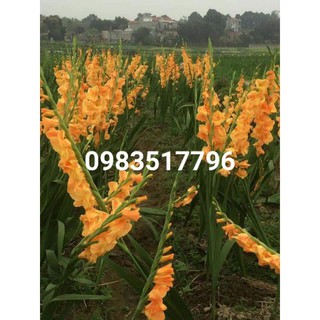 hạt giống củ hoa lay ơn nhiều màu