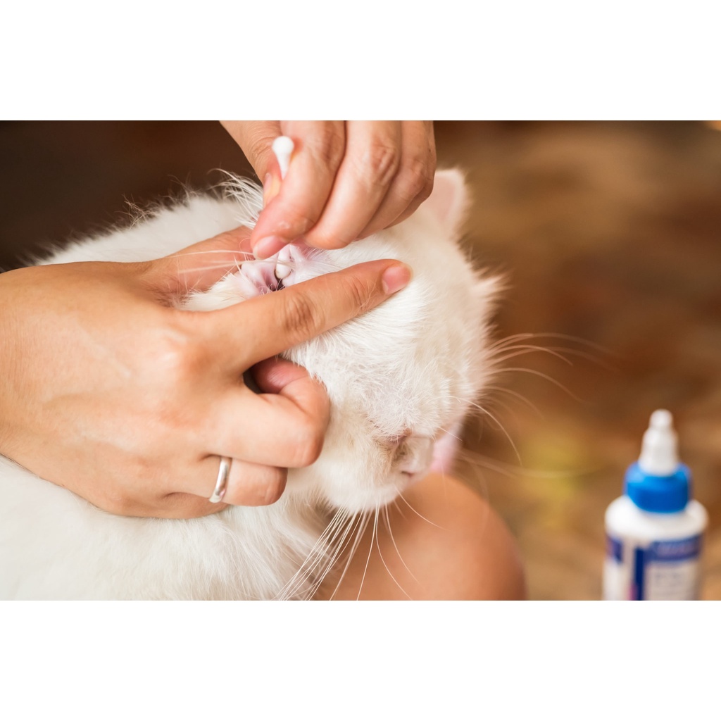 Chai Dung Dịch Nhỏ Viêm Tai Chó Mèo Virbac Dexoryl 10g - bảo vệ thú cưng khỏi viêm tai ve ghẻ - Huni petshop