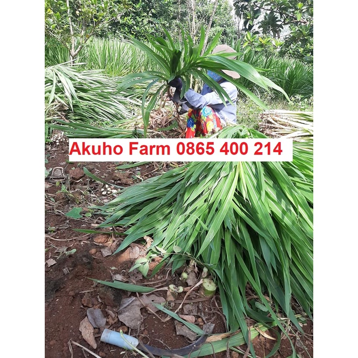 Hom Giống Cỏ Voi Lùn Đài Loan – Cỏ Sữa Đài Loan – Cỏ Lá Dứa