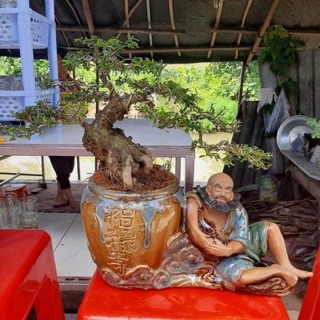 Chậu tượng bonsai Tiên say