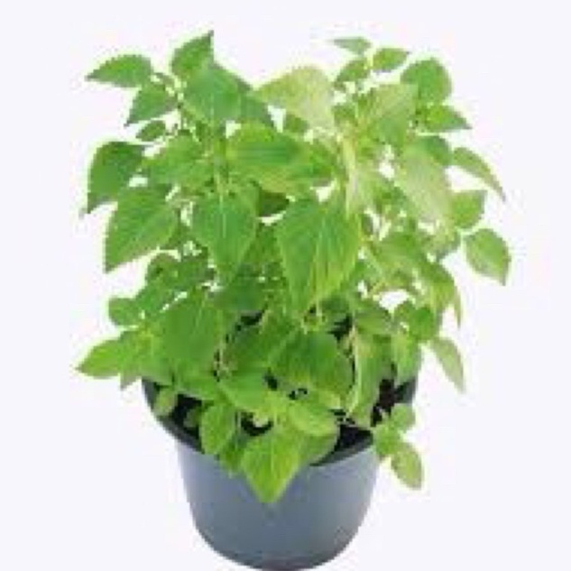 1g HẠT GIỐNG RAU KINH GIỚI NĂNG SUẤT CAO