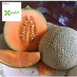 Hạt giống Dưa lưới F1