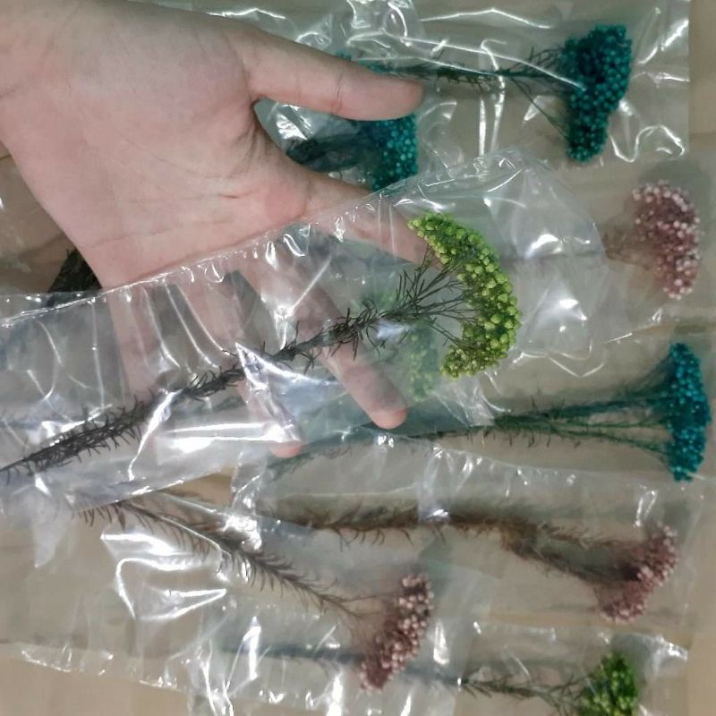 Hoa khô đẹp: hoa gạo Ozothamnus  dùng trang trí resin handmade