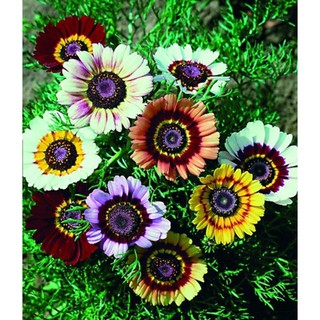 30 Hạt giống hoa Cúc Joy