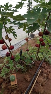 🌰🌰 HẠT GIỐNG SUNG MỸ NGỌT