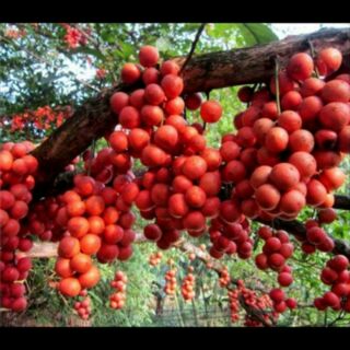 Cây dâu da đất giống f1