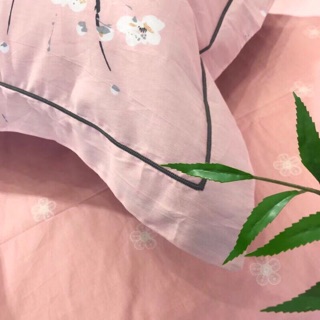 COTTON HOA MAI TRẮNG
