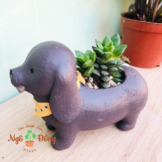 Chậu Cây Mô Hình Chú Chó Lạp Xưởng Dachshund Trồng Sen Đá Xương Rồng Để Bàn Làm Việc Trang Trí Văn Phòng