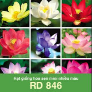 Hạt giống hoa sen mini duongduong