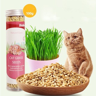 Hạt Giống Trồng Cỏ Tươi Cho Mèo Cat Grass Seeds Bioline 100g