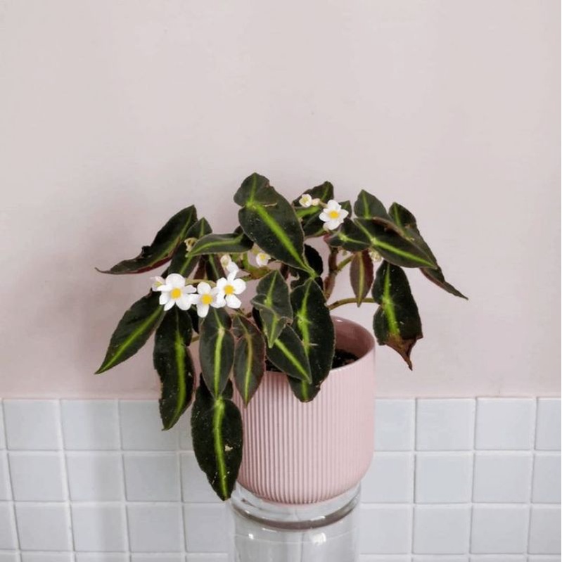 Chậu cứng Begonia Listada