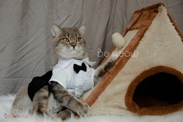 Áo cho chó mèo - bộ lễ phục chú rể