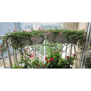 -- Chậu Máng Nhựa Dài Size To Trồng Cây Ban Công cực rẻ, cực đẹp.