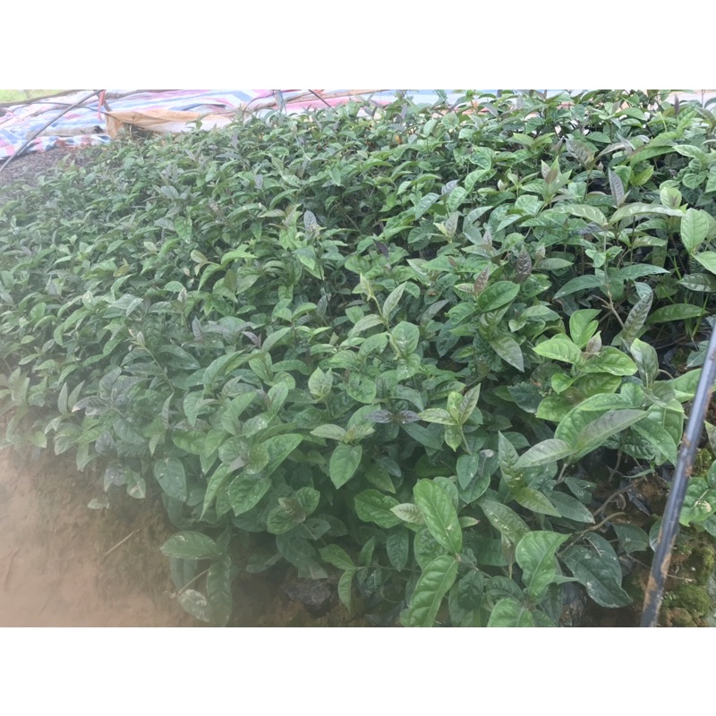 Combo  10 cây ba kích tím