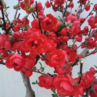Cây mai đỏ hoa tết