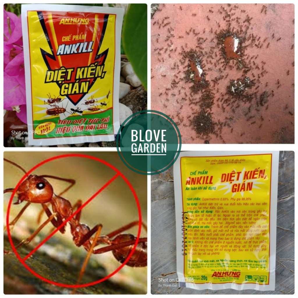 Thuốc diệt kiến, gián gói dạng bột (Gói 20gr)