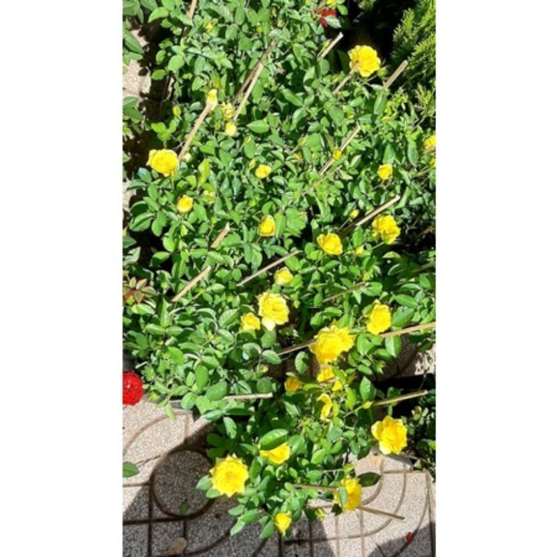 Cây hoa hồng màu đỏ và màu vàng