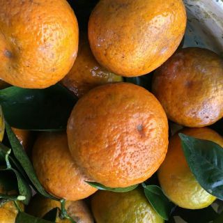 Combo 5kg cam sành hà giang