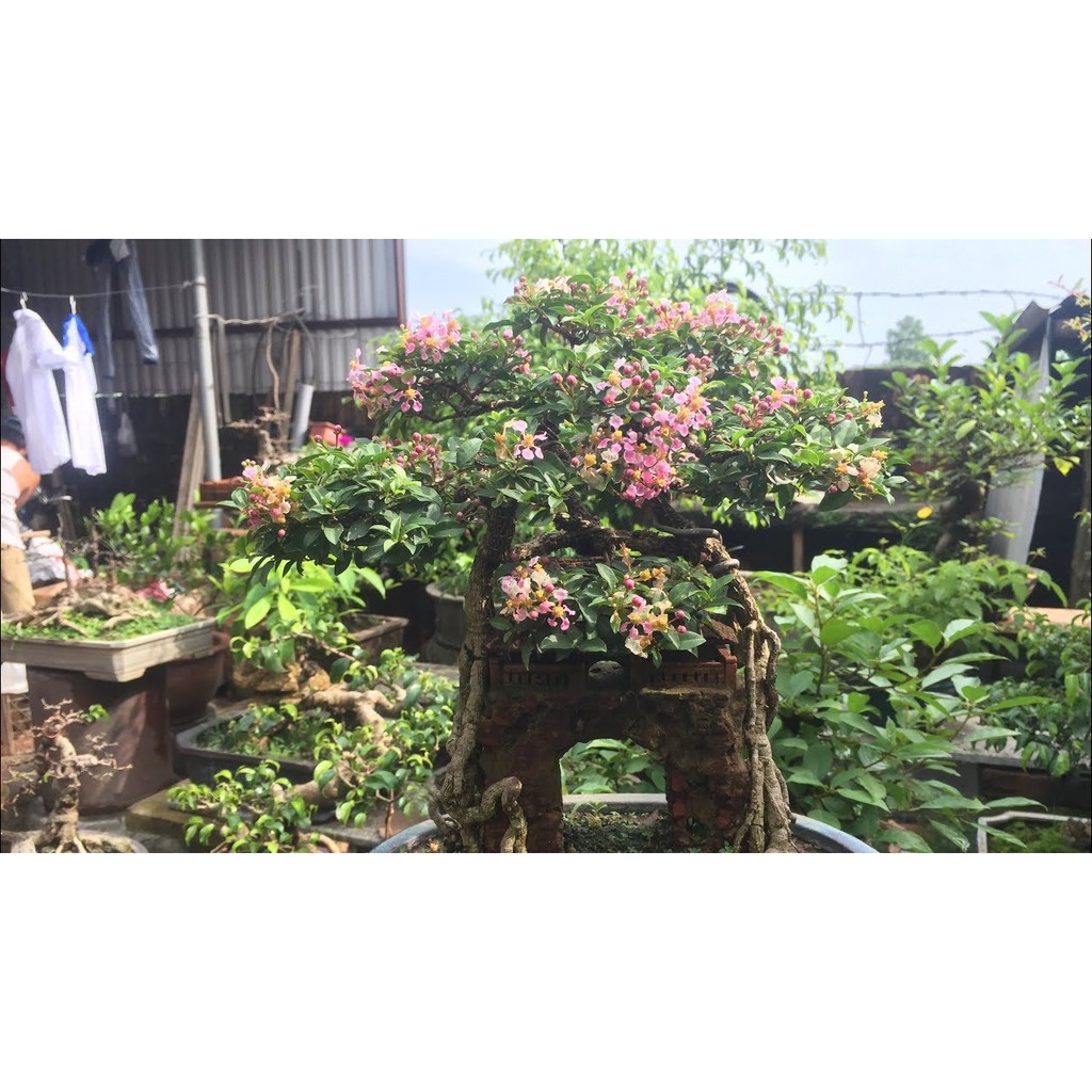 CHẬU CÂY Hồng ngọc mai bonsai , CHẬU CÂY LỚN ĐẸP, GIÁ RẺ , cam kết uy tín chất lượng