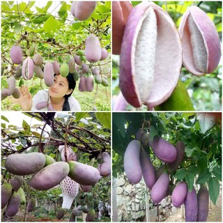 Hạt giống Dưa Lưới Trái Cây F1 nhập khẩu - 5 hạt