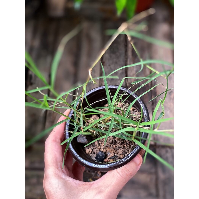 Cây Elymus repens Eurasian Grass (Cỏ Cảnh Á Âu) chậu nhựa 8cm