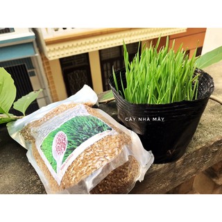 Hạt cỏ lúa mì, cỏ mèo