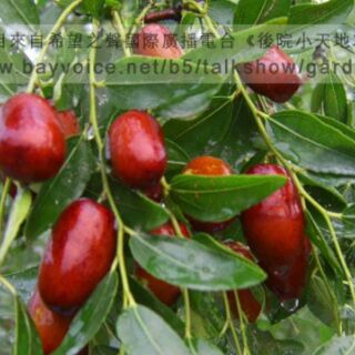 Táo đỏ tân cương
