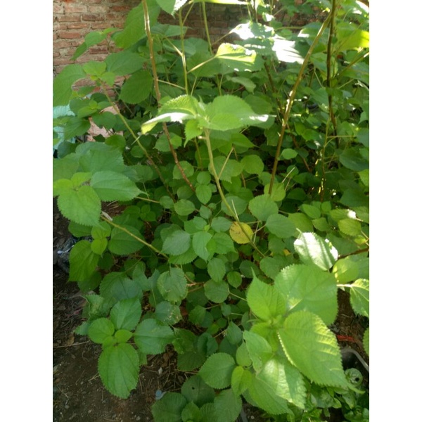 Củ gai tươi an thai 1kg sạch HN