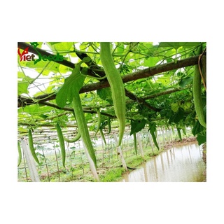 Hạt giống quả lặc lè 10 hạt - ( mướp mèo, mướp nhật, mướp ngọt)