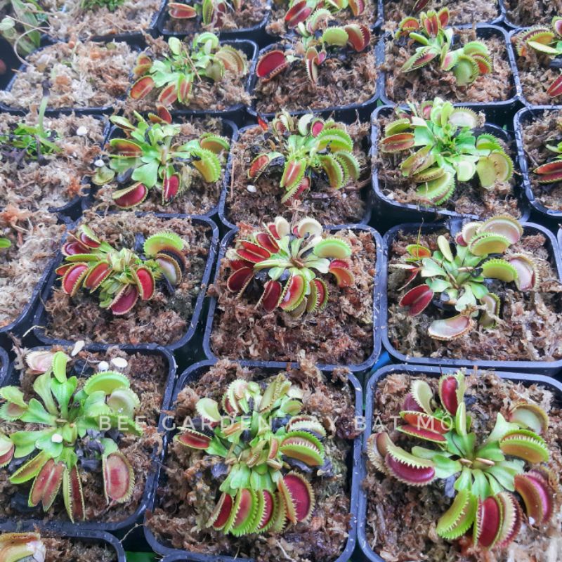 Cây bẫy kẹp, cây bắt mồi, cây bắt ruồi venus flytrap