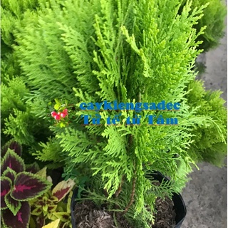 caykiengsadec - Cây Trắc bách diệp ( thuộc bài) + tặng phân bón-trang trí nội thất cảnh quan sân vườn ngoài trời
