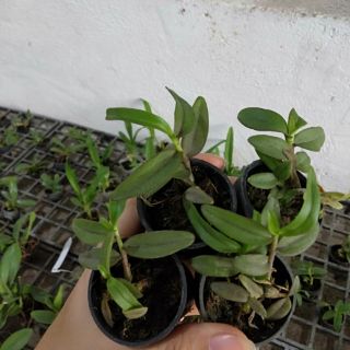 Giả hạc taly nù