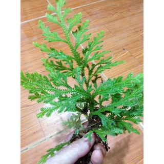 Cây tùng rêu thân dẹp Tây Bắc