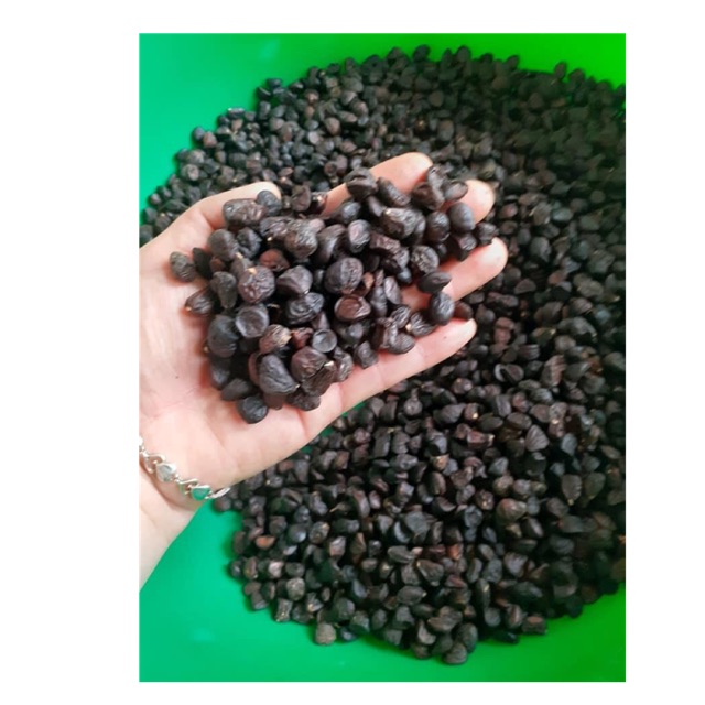 Hạt dổi rừng tự nhiên
