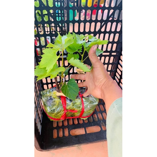 Nho Mẫu Đơn  bảo hành 14 ngày