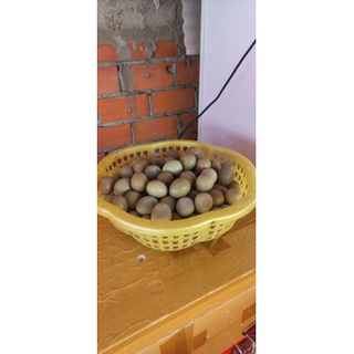 Trứng chim Trĩ giống Combo 10 trứng (Tỉ lệ ấp có Cồ cao)