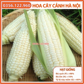 Hạt giống ngô nếp, bắp nếp F1 cao sản - gói 500g - ngô dẻo, thơm, bắp to, đều hạt