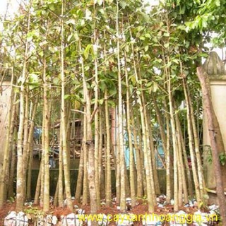 CÂY GIỐNG CÂY SÒ ĐO CAM (hoa phượng lửa)